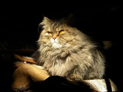 Приколи з котами і про котів (котів) Приколи з котами і про котів