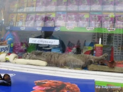 Приколи з котами і про котів (щоденник) Приколи з котами і про котів