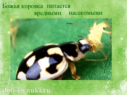 Про сонечко для дітей, діти і внуки