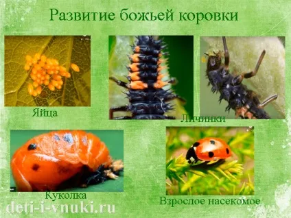 Про сонечко для дітей, діти і внуки