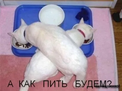 Приколи з котами і про котів (блоги) Приколи з котами і про котів