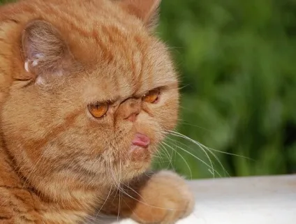 Приколи з котами і про котів (щоденник) Приколи з котами і про котів