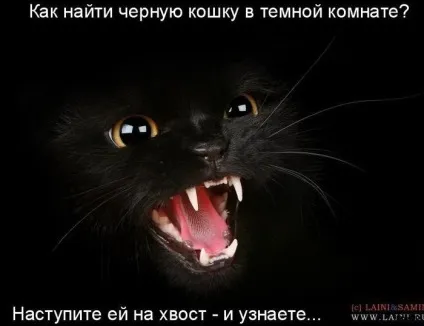 Приколи з котами і про котів (щоденник) Приколи з котами і про котів