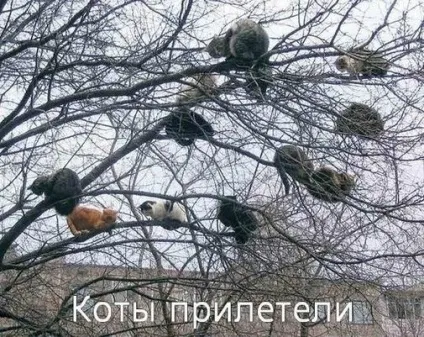 Приколи з котами і про котів (приколи) Приколи з котами і про котів