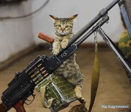 Приколи з котами і про котів (блог) Приколи з котами і про котів