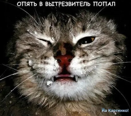 Приколи з котами і про котів (приколи) Приколи з котами і про котів