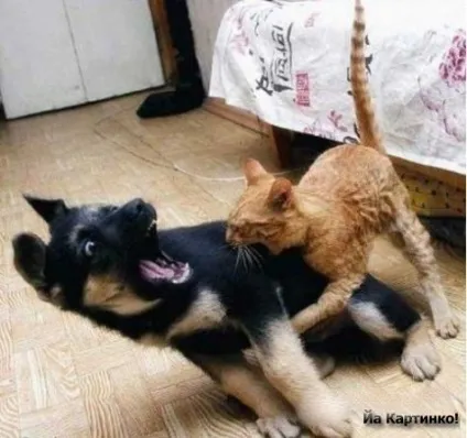 Приколи з котами і про котів (котів) Приколи з котами і про котів