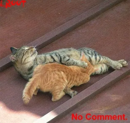 Приколи з котами і про котів (котів) Приколи з котами і про котів