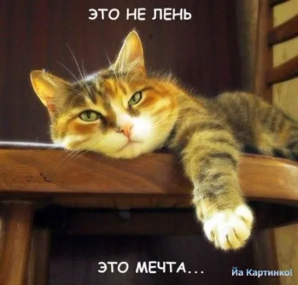 Приколи з котами і про котів (блоги) Приколи з котами і про котів
