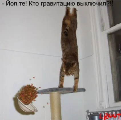 Приколи з котами і про котів (блоги) Приколи з котами і про котів