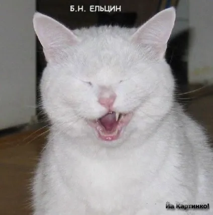 Приколи з котами і про котів (котами) Приколи з котами і про котів