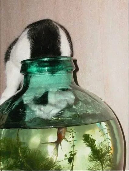 Приколи з котами і про котів (котів) Приколи з котами і про котів