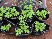 Пророщування і обробка картоплі перед посадкою (картопля) Пророщування і обробка картоплі перед посадкою