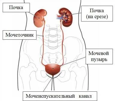 Застуда сечового міхура у жінок причини, лікування народними засобами (лікування) Застуда сечового міхура у жінок причини, лікування народними засобами