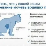 Рак молочної залози у кішки остання стадія фото, небезпечний для людини чи ні, перебіг хвороби та (молочної залози кішки) Рак молочної залози у кішки остання стадія фото, небезпечний для людини чи ні, перебіг хвороби та