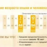 Рак молочної залози у кішки остання стадія фото, небезпечний для людини чи ні, перебіг хвороби та (кішки) Рак молочної залози у кішки остання стадія фото, небезпечний для людини чи ні, перебіг хвороби та