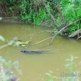Прохідні капкани різновиди та їх особливості