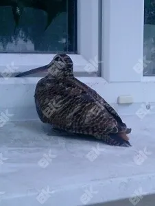 Птах вдарилася в вікно прикмета