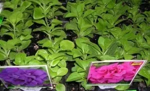 Розсада квітів на продаж поради (поради) Розсада квітів на продаж поради