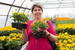 Розсада квітів на продаж поради (продаж) Розсада квітів на продаж поради