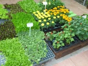 Розсада квітів на продаж поради (поради) Розсада квітів на продаж поради