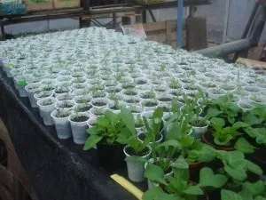 Розсада квітів на продаж поради (квітів) Розсада квітів на продаж поради