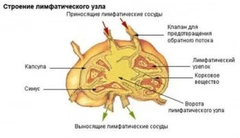 Розташування лімфовузлів на шиї людини (лімфовузлів) Розташування лімфовузлів на шиї людини