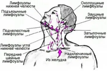 Розташування лімфовузлів на шиї людини (розташування) Розташування лімфовузлів на шиї людини