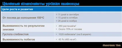 Пшениця - правильні терміни внесення добрив, yara (yara) Пшениця - правильні терміни внесення добрив, yara