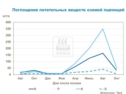 Пшениця - правильні терміни внесення добрив, yara (пшениця) Пшениця - правильні терміни внесення добрив, yara