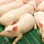 Раціон годівлі свиней ремонтного молодняка (свиней) Раціон годівлі свиней ремонтного молодняка