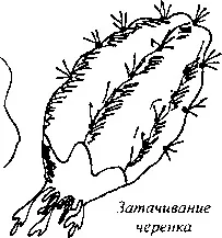 Розмноження кактусів в домашніх умовах