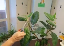 Розмноження фікуса в домашніх умовах (розмноження) Розмноження фікуса в домашніх умовах