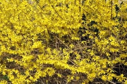 Розмноження форзиції живцями, насінням, відводками (насінням) Розмноження форзиції живцями, насінням, відводками