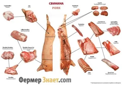 Оброблення свинячий туші, наочна схема (оброблення свинячої туші) Оброблення свинячий туші, наочна схема