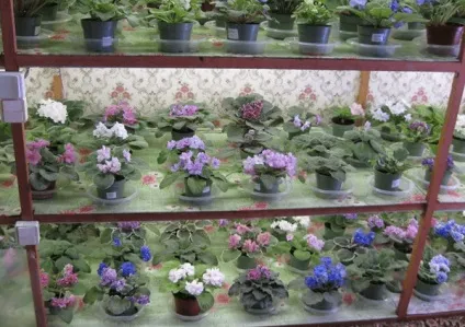 Розведення фіалок методи та інструкції з фото (розведення) Розведення фіалок методи та інструкції з фото