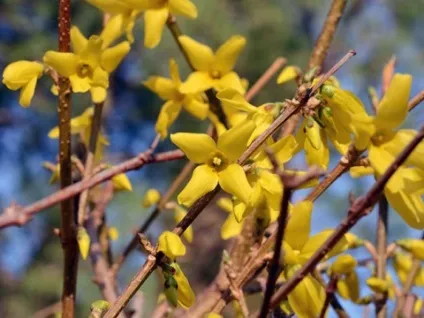 Розмноження форзиції живцями, насінням, відводками (насінням) Розмноження форзиції живцями, насінням, відводками