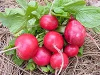 Редис, редиска
