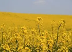Редька олійна як сидерат