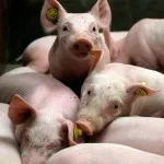 Риніт у свиней симптоми і ефективне лікування (риніт) Риніт у свиней симптоми і ефективне лікування