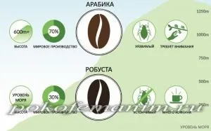 Робуста або арабіка що краще