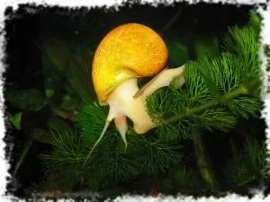 Рибки і равлики друзі чи вороги (рибки) Рибки і равлики друзі чи вороги