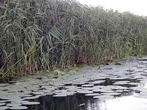 Риболовля на карася - з усіма іншими (рибна ловля) Риболовля на карася - з усіма іншими