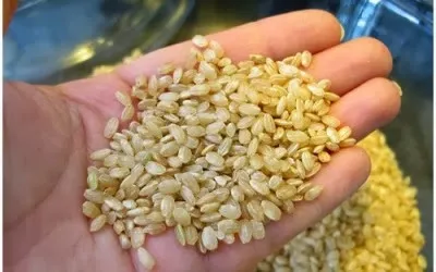 Рисові висівки - корисний продукт для всього організму, як вживати рисові висівки (корисні продукти) Рисові висівки - корисний продукт для всього організму, як вживати рисові висівки
