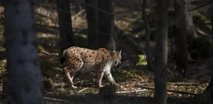 Рись - це далеко не домашня кицька