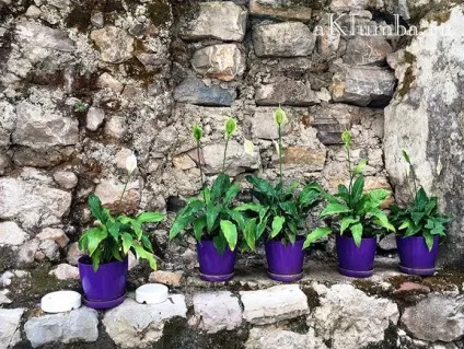 Рокарій своїми руками - як створити рокарій 20 фото саду каменів (як створити рокарій) Рокарій своїми руками - як створити рокарій 20 фото саду каменів