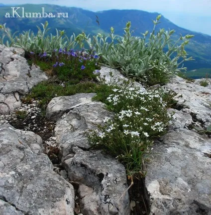 Рокарій своїми руками - як створити рокарій 20 фото саду каменів (рокарій своїми руками) Рокарій своїми руками - як створити рокарій 20 фото саду каменів