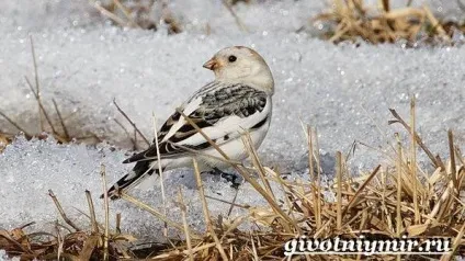 пуночка птах
