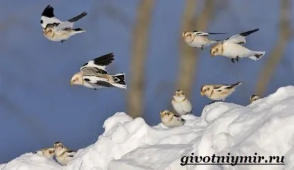 пуночка птах