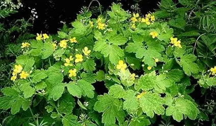 Псоріаз - симптоми, причини появи, лікування народними засобами (псоріаз) Псоріаз - симптоми, причини появи, лікування народними засобами